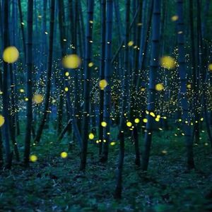 香港三级片风流三侠
